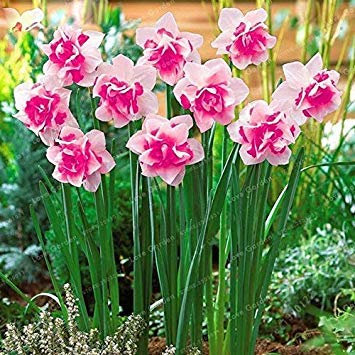 . 100 Pcs Narcissus Plantes Fleur Jonquille pétales de Double Absorption Radiation Bricolage Jardin en Pot Plante: 2