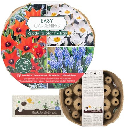 IFLO® Blumenzwiebeln Mix Bio Pflanzschale – Frühjahrsblumen Zwiebeln Frühblüher Tulpen Narzissen Krokusse – Ready to Plant – Winterharte Garten Pflanzen & Balkon Geschenkidee (Rot-Weiß)