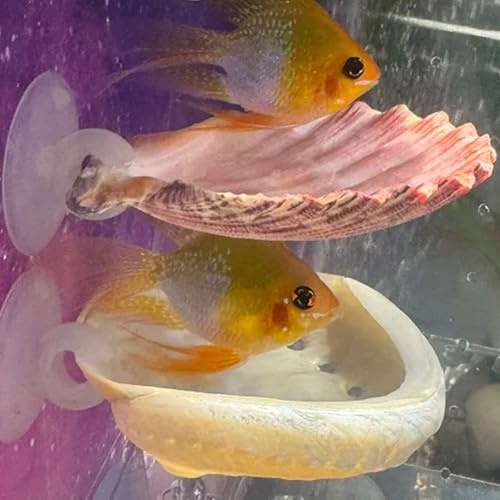 2 Pack Betta Fish Resting Spot House Shell Bed Toys for Aquarium Small Fish Hide Decoration Natural Habitat Spawning Grounds for Betta Shrimp Cichlid Breeding