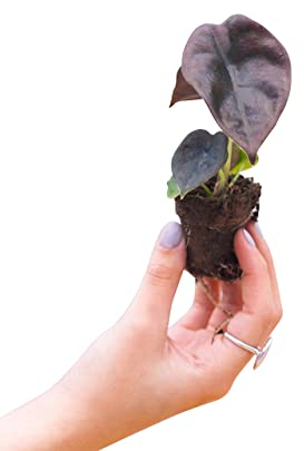 PLNTS - Baby Alocasia Red Secret - Plantes d'intérieur - Feuilles de flèche - Decoration chambre - Accessoires de décoration intérieure - Boutures de 2cm - Hauteur 20cm