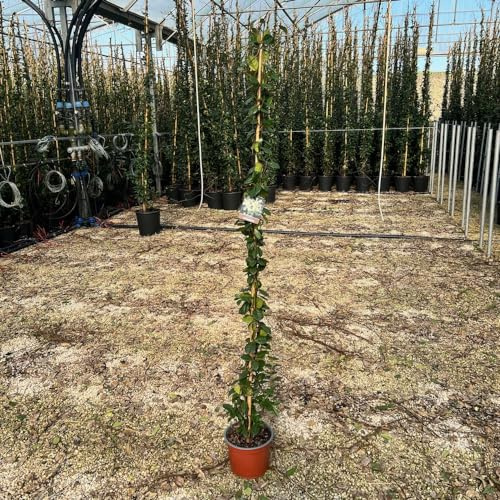 Large Star Jasmine Climbing Plant Trachelospermum Jasminoides 1.7m Tall - 5 Litre Pot