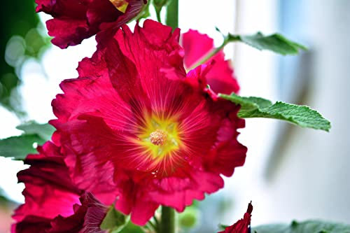 Hollyhock Maroon Red 20 Seeds