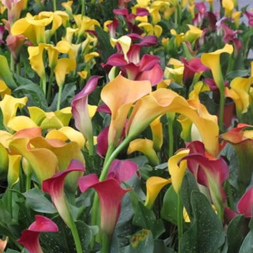 Calla Lily Bulbs,Garden Flowers,Calla Lily Bulbs for Planting Now UK,Plant Bulbs,Cut Flowers,Hardy Perennial,Wedding Flowers-8bulbs-B