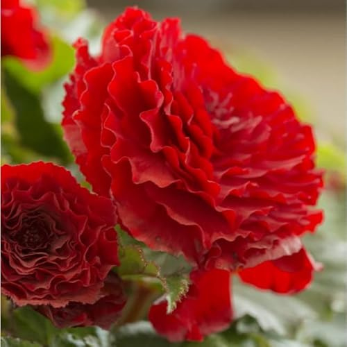 Gefüllte Begonie Rot | 3 Stück | Knolle | Topfpflanze | Geeignet für Kübel | Rot | 100% Blütegarantie | QFB Gardening