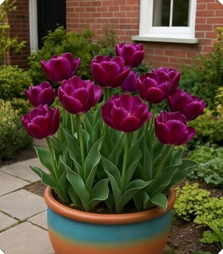 Bulbi di Tulipano da Giardino - Diversi Colori Disponibili per Decorare il Tuo Giardino Primaverile-15bulbi-I