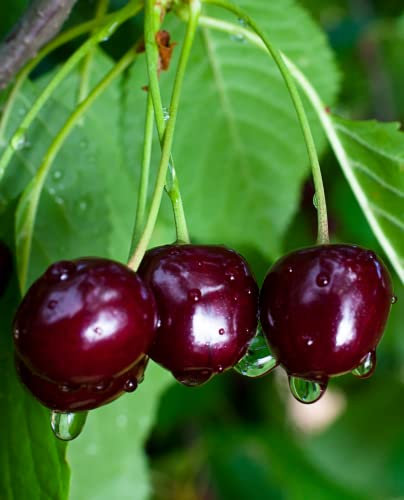 Plante de cerisier 'Durone Nero II' - intermédiaire - pot Ø 20 cm - H 150/180 cm