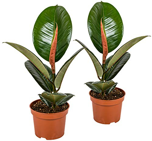 Bloomique - Lot de 2 - Ficus Elastica Robusta - Caoutchouc - Plante d’intérieur - Dépolluante - Très Facile à Entretenir - 30-40 cm de Haut - Pot 12 cm