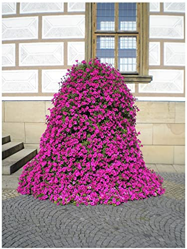PREMIER SEEDS DIRECT Trailing Petunia - Velvet F1 - Purple - 20 PELLETS