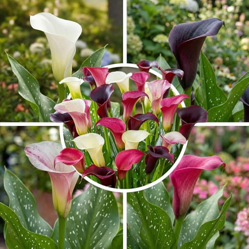 FLORIUM Collection d'oignons Calla violet et rose, 10 oignons Zantedeschia, 2 variétés, 5 de chaque couleur, idéal comme pot et plante de jardin, mélange de bulbes de Hollande (pas de graines)