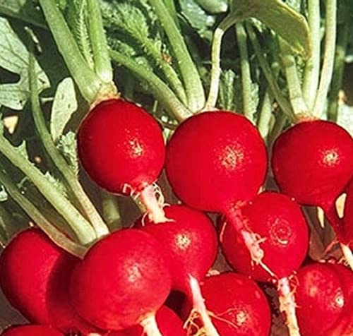 100 Champion Radish Seeds for Planting Non GMO Heirloom Radish Seed
