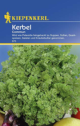 Kiepenkerl 575 Kerbel Commun (Kerbelsamen)