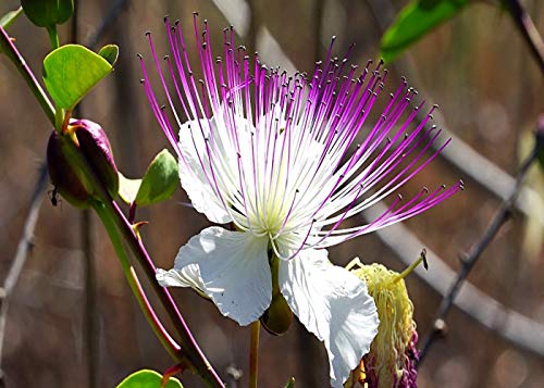100 Graines de Câpres (Capparis Spinosa)