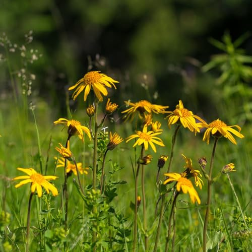 Semi di arnica, arnica montana, semi rari 500pcs