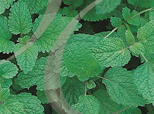400 Seeds of Herb Lemon Balm Melissa