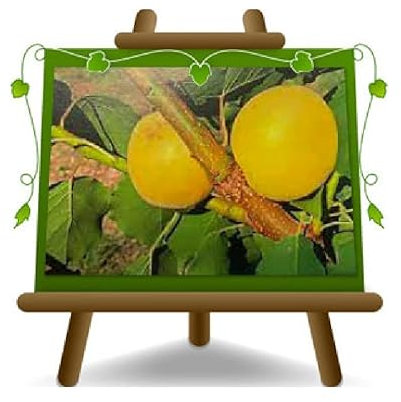 Abricotier Formiana Arbre fruitier Hauteur: 150~170 cm Âge: 2 années Pot: 20 cm