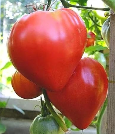 Pomodori Cuore di Bue, Semi da Orto, 150 Semi, Varietà per Insalate, sementi Coltivazione Orto Vaso Balcone