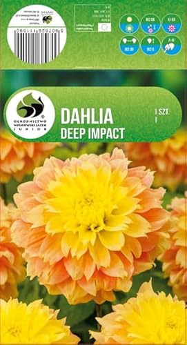 AGRONOM | DALIAS - DEEP IMPACT | Bulbos de flores perennes | Flores naranjas | Cultivadas en jardines de flores, macetas y céspedes floridos | 1 bulbo