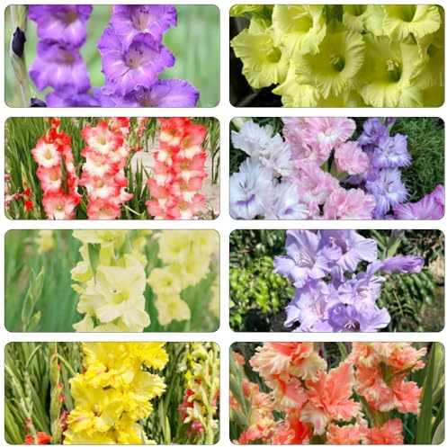 bulbi di gladioli resistenti bonsai letto elevato riverdimento tetti Bulbi di perenni resistenti all'inverno giardino balcone 13pcs