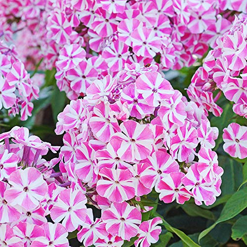 Peppermint Twist Tall Phlox Flower Root - Perennializing - Easy to Grow Live Plants - Outdoor Garden - Fragrant