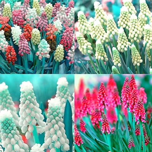 Hyazinthen zwiebeln Hyazinthen Zwiebeln Gartenarbeit Zwiebeln Winterhart Dekorieren Sie Ihren Garten