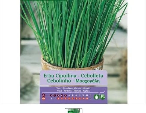 Semillas de Allium Schoenoprasum o Cebollino para Huerto Urbano Fáciles de Cultivar