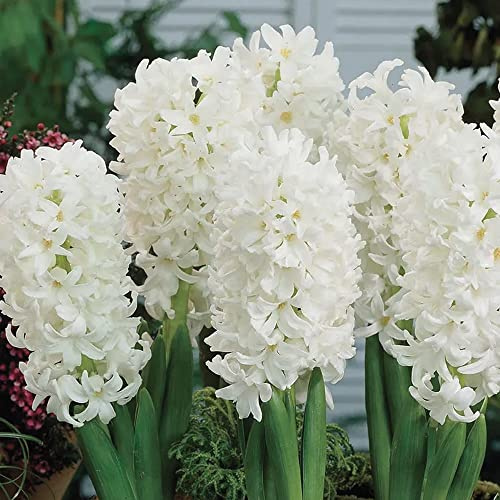 2 x Hyacinth Carnegie – Spring Flowering Bulbs - Fragrant Clear White Flowers – Breathtaking Bell-Shaped Blooms – Perennial – Early to Mid-Spring Flowering – for Your Beautiful Garden