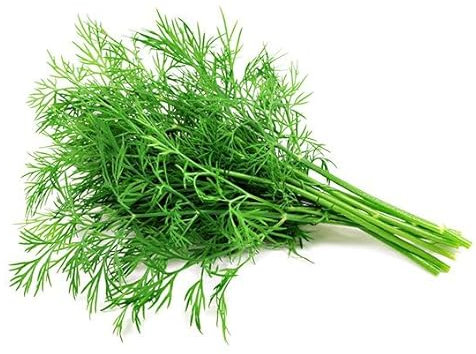 La zappa Semi di Aneto piante per orto e giardino coltivazione domestica e professionale