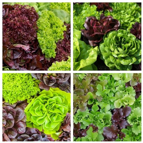 Las semillas de lechuga que se pueden plantar enterrándolas en el suelo aún pueden crecer después de ser recolectadas-500pcs-G
