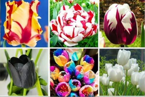 Tulip Bulbs Mix Golden Jade Carving Feels Mixed Beautiful Now Garden Crop for Planting Now UK Strong Plants That Grow Well