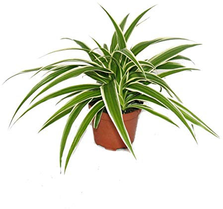 Lot de 3 lys vert chlorophytum 9cm pot de 9cm