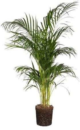 Palma Areca | DECOALIVE | Dypsis Lutescens | Palmera +100cm Altura | Planta de Interior | Planta Natural