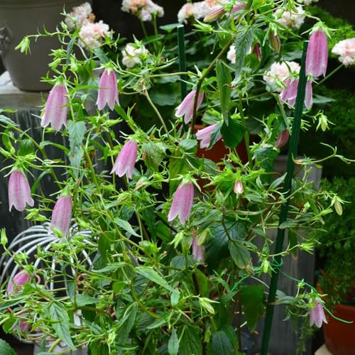 Semillas de campanilla-Campanula Medium,resistentes para exterior,semillas de y en maceta.Decoración de jardín para exteriores 350pcs