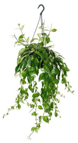 Exotenherz Lippenstiftpflanze Schamblume Aeschynanthus lobbianus Variegatus hängende Pflanze im 15cm Ampeltopf