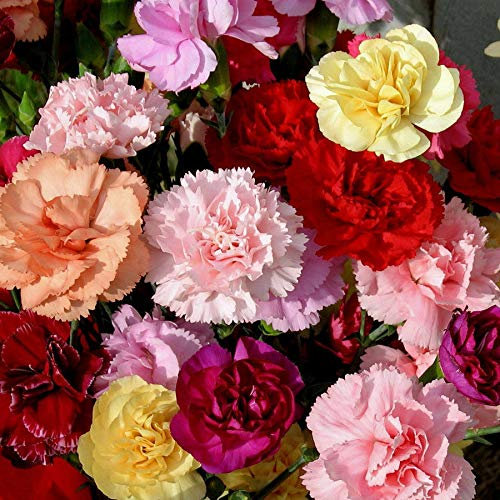 Carnation Vienna Mixed Approx. 100 Seeds Excellent Cut Flower, Fragrant Blooms
