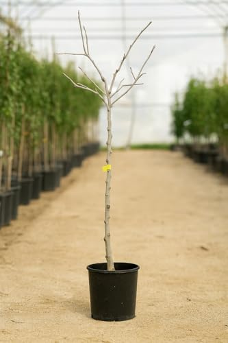 Níspero Europeo (Mespilus germanica) 10L – Árbol Frutal Tradicional para Huerto y Jardín