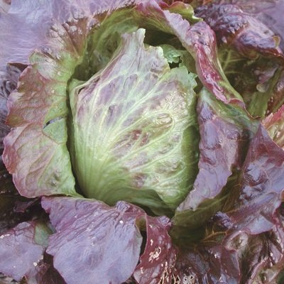 1/2 Gram Semi di Red Lattuga iceberg convenzionale e organica