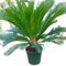 Cycas Revoluta | Pianta Sempreverde | Esterno | Palma Decorativa | Verde (30 CM)