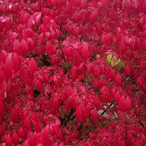Fusain Ailé - Euonymus Alatus 40cm - Plante - Floraison Printemps Couleur de la Fleur - Hauteur 1 à 2 m - Exposition Plein Soleil à Mi-ombre Sol
