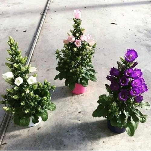 PianteWeb pw-3-campanula-misto-14