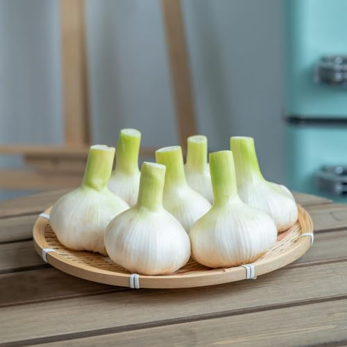 Las semillas de ajo son resistentes al invierno. raras, variedades antiguas, tradicionales, decoración 100pcs