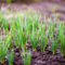 semillas de cebollino semillas de hortalizas para macetas semillas de hierbas plantas vegetales plantas en macetas semillas de plantas de interior Plantas de cebollino de jardín 500pcs