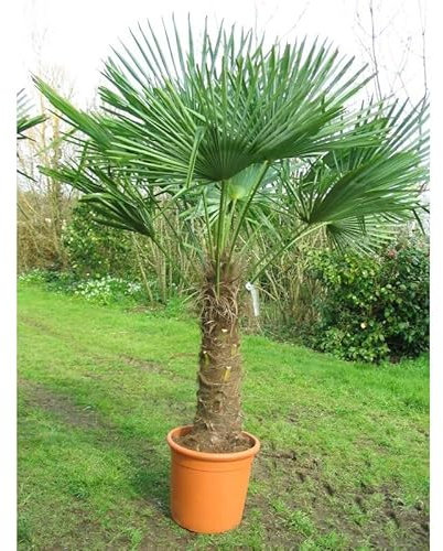 20 Graines - Palmier de Chine - Trachycarpus fortunei - Palmier de Chusan - Arbre Jardin - 258