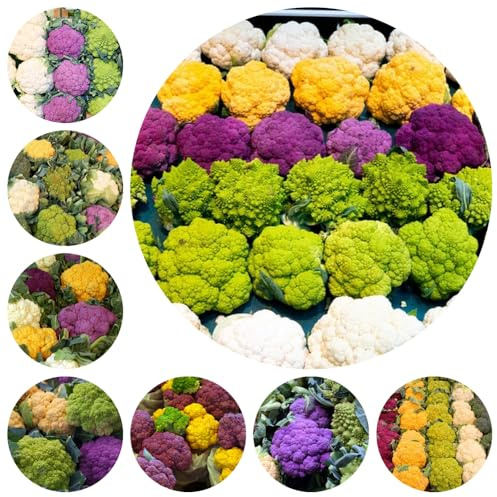 semi di cavolfiore biologici - balcone tappezzanti giardino aiuole rialzate 800pcs