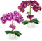 PASCH® 2er Set Künstliche Orchideen in Hochglanz-Keramiktöpfen (40cm) | Kunstblumen Wie Echt | Künstliche Blumen im Topf (Purpur-Lila)