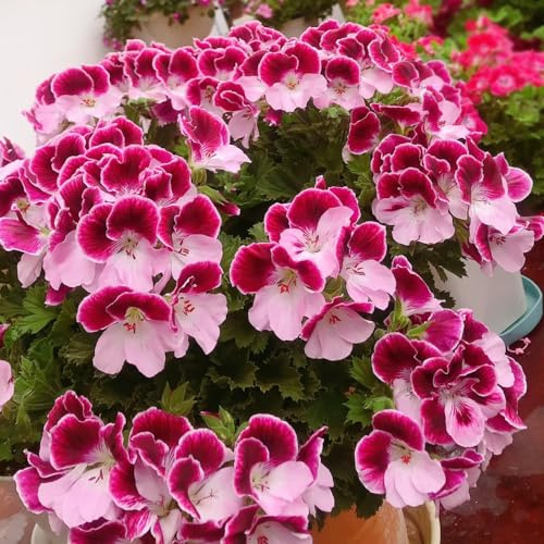 gerani, pelargoni - resistenti esterno in vaso rampicanti, giardino roccioso Decorazioni giardino per esterni primaverili, resistenti in 45semi