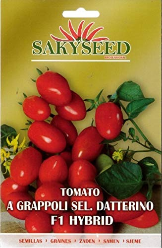 SEMENTI DI POMODORO TOMATO A GRAPPOLI SEL DATTERINO F1 HYBRID BUSTINA DA 10 50 SEMI