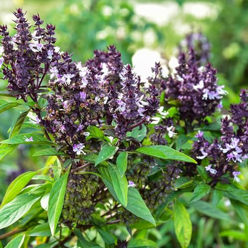 semillas de albahaca - jardín resistentes al invierno silvestres en extremadamente resistentes jardín del balcón 1500pcs