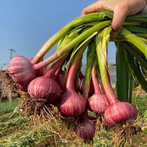 semillas de ajo regalos sostenibles jardín del balcón balcón invernadero ajo de invierno jardín variedades antiguas invierno extraño verdes Regalos para los 150pcs