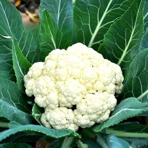 Cauliflower Delta - 100 Seeds + Freebie+ Plant Tag - Brassica oleracea