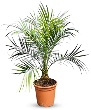 Zwerg-Dattelpalme - PHOENIX ROEBELENII - Zimmerpflanze - Palme 100 Zentimeter inkl. Topf - A+ Ware